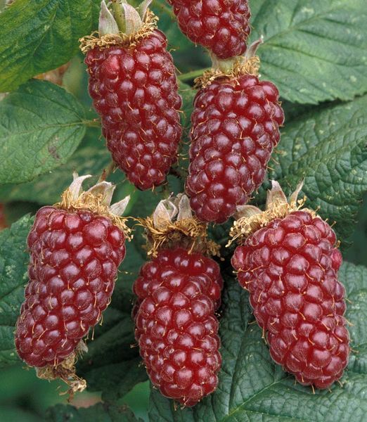 Rubus 'Tayberry Buckingham'